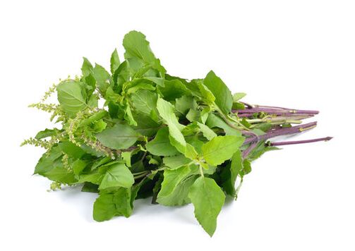 Basil leaves in the spray zxcvbnmqwert